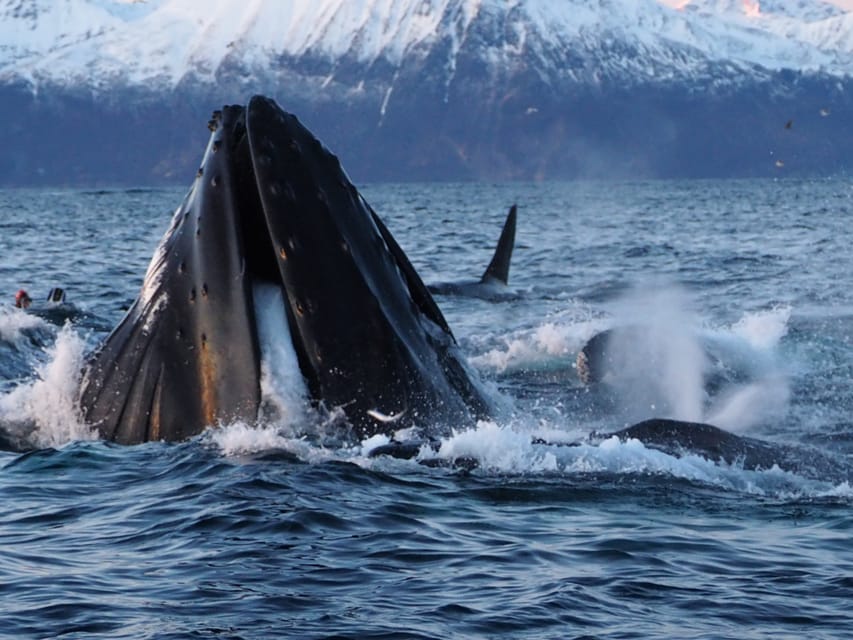 Skjervøy: Whale and Orca Watching Tour by RIB Boat - When the ocean gives you nothing