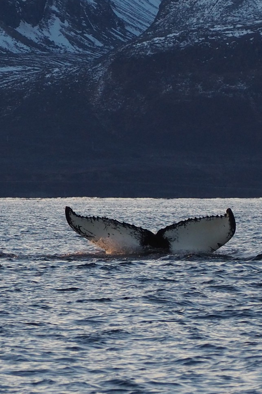 Skjervøy: Whale and Orca Watching Tour by RIB Boat - The small group changes the experience
