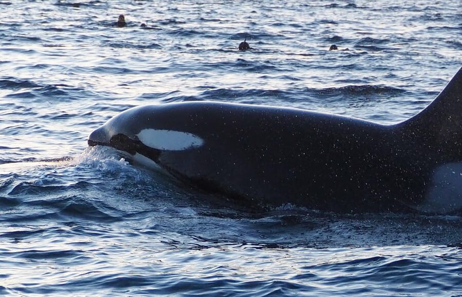 Skjervøy: Whale and Orca Watching Tour by RIB Boat - How to prepare for the ride