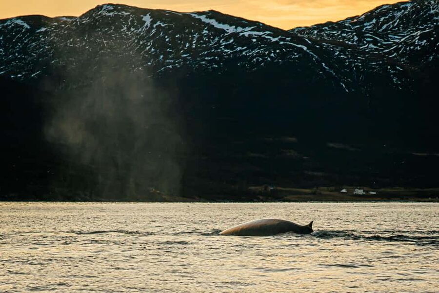 Skjervøy: Whale Watching with RIB Boat and Local Guide - Why Skjervøy is now a whale-watching base