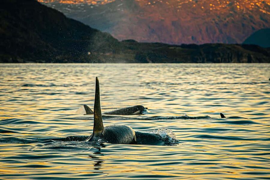 Skjervøy: Whale Watching with RIB Boat and Local Guide - Finding orcas and watching them feed
