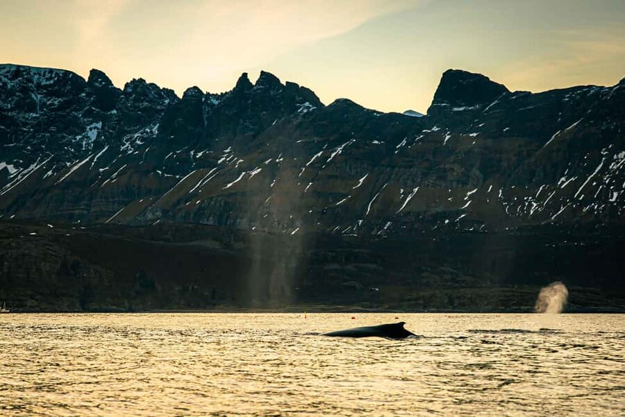 Skjervøy: Whale Watching with RIB Boat and Local Guide - Guide Viktor and the value of local knowledge