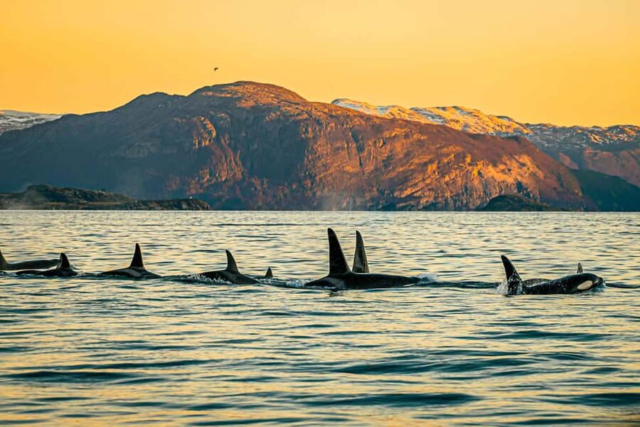 Skjervøy: Whale Watching with RIB Boat and Local Guide - The RIB ride: fast, wet, and exciting
