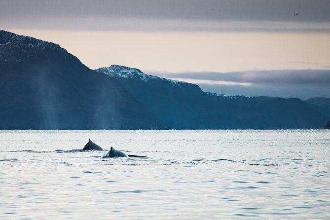 Small Group Whale Watching by RIB - The RIB ride is part of the attraction