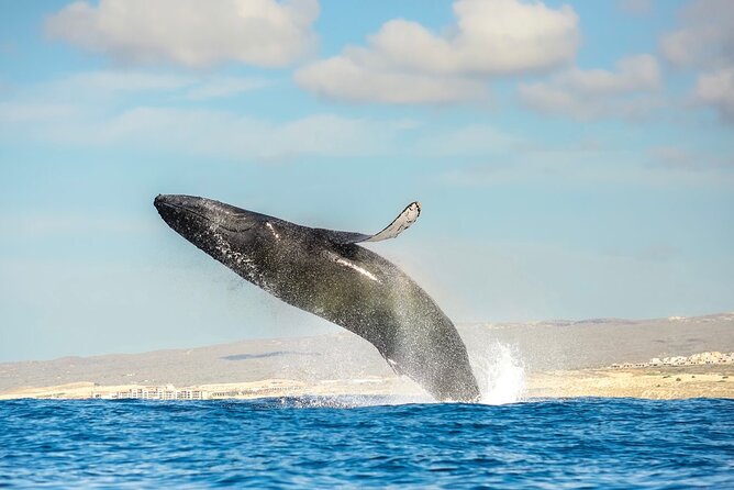 Small-Group Whale Watching Zodiac Boat Cruise in Cabo San Lucas - Setting out from Cabo Marina