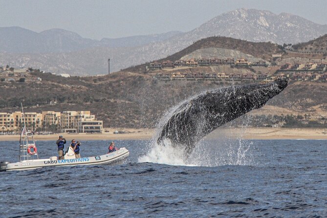 Small-Group Whale Watching Zodiac Boat Cruise in Cabo San Lucas - The guide’s role and the value of explanation