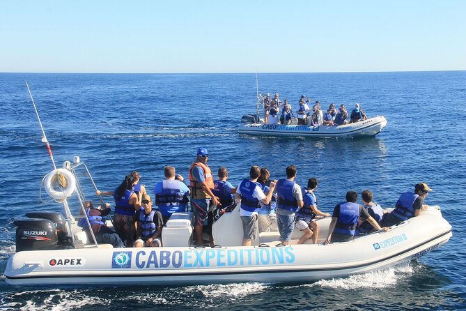 Small-Group Whale Watching Zodiac Boat Cruise in Cabo San Lucas - Small group, but check the seating arrangement