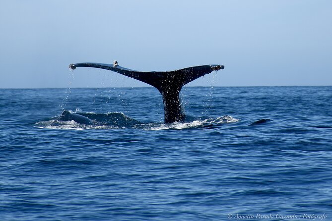 Small-Group Whale Watching Zodiac Boat Cruise in Cabo San Lucas - Rough water is part of the deal