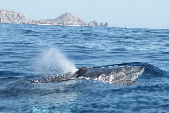 Small-Group Whale Watching Zodiac Boat Cruise in Cabo San Lucas - Who will enjoy this trip most