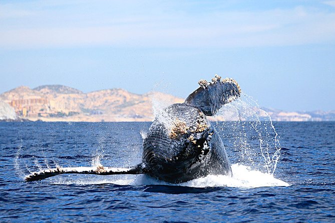 Small-Group Whale Watching Zodiac Boat Cruise in Cabo San Lucas - El Arco: Cabo’s quick photo stop