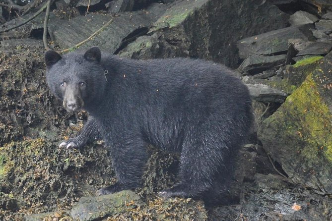 Small-Group Zodiac Wilderness Adventure from Ketchikan - Weather, Safety, And Who Should Book