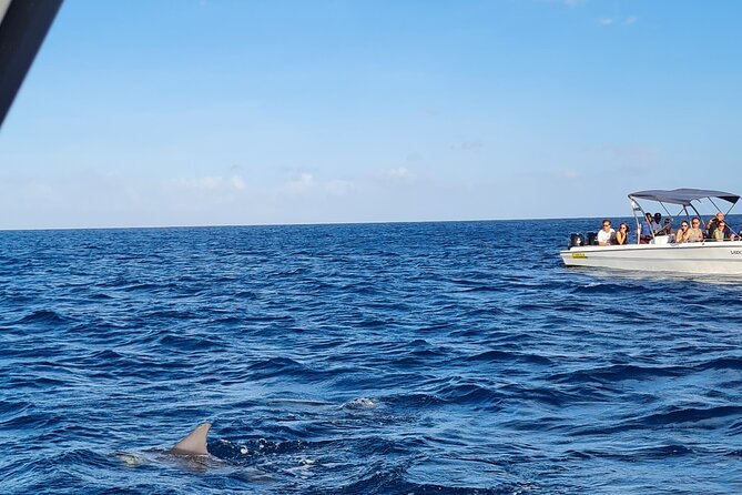 Snorkel with Dolphins, Lunch on Benitiers island, Speedboat - Starting at Tamarin Beach at 7:30 am