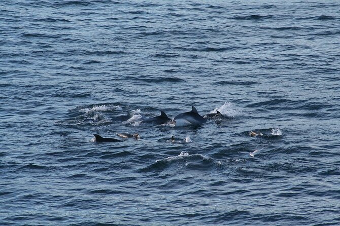 Snorkel with Dolphins, Lunch on Benitiers island, Speedboat - The speedboat ride and west-coast views