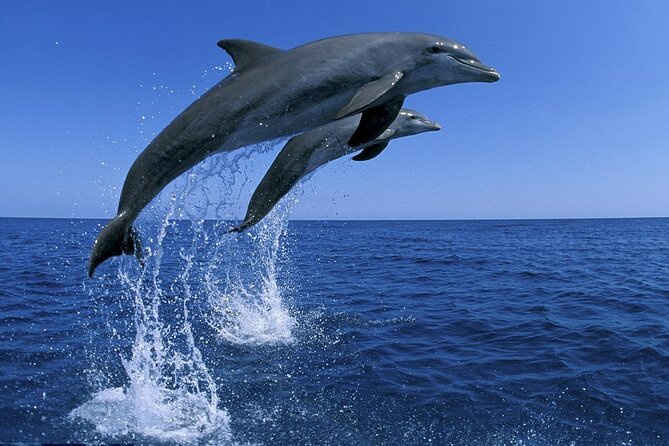 Snorkel with Dolphins, Lunch on Benitiers island, Speedboat - Ile aux Benitiers: beach time and lunch