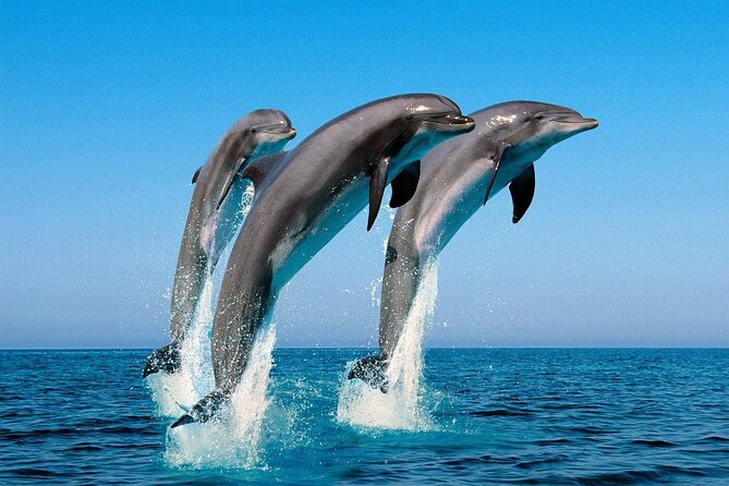 Snorkel with Dolphins, Lunch on Benitiers island, Speedboat - What the $64.79 price really covers