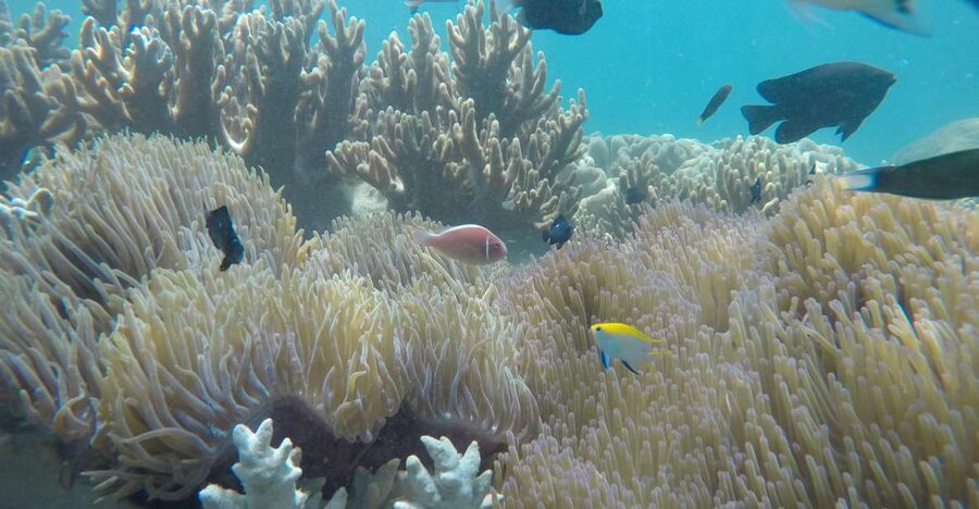 Snorkeling Cham Island: Snorkeling Tour by Speed Boat - Starting from Da Nang or Hoi An