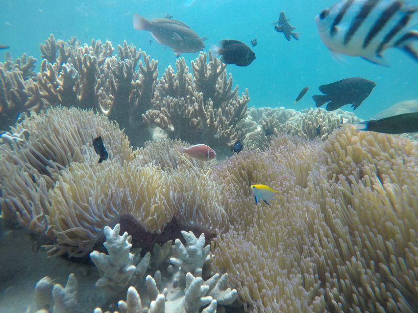 Snorkeling Cham Island: Snorkeling Tour by Speed Boat - Snorkeling at Hon Nhon Beach