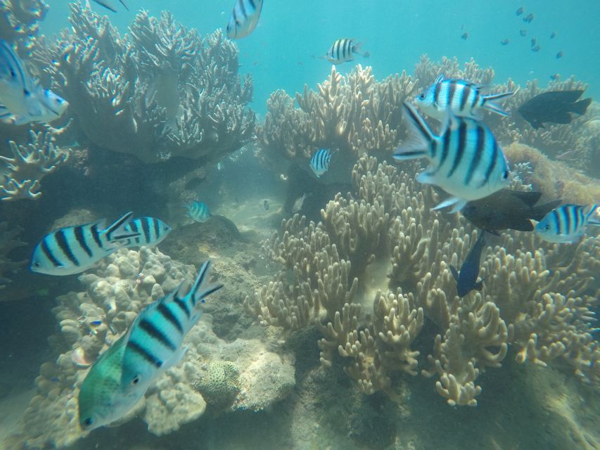 Snorkeling Cham Island: Snorkeling Tour by Speed Boat - Should you book the Cham Island speedboat tour?