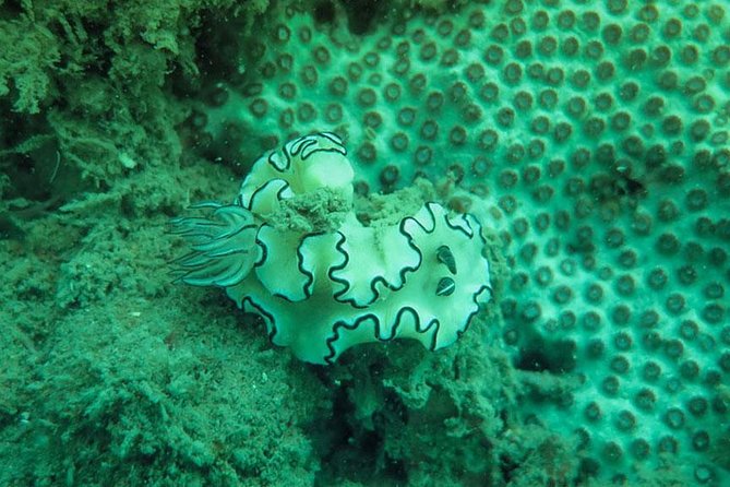 Snorkeling Tour to 4 Islands(Emerald Cave) From Koh Lanta by Speedboat - Boat size, guide service, and comfort