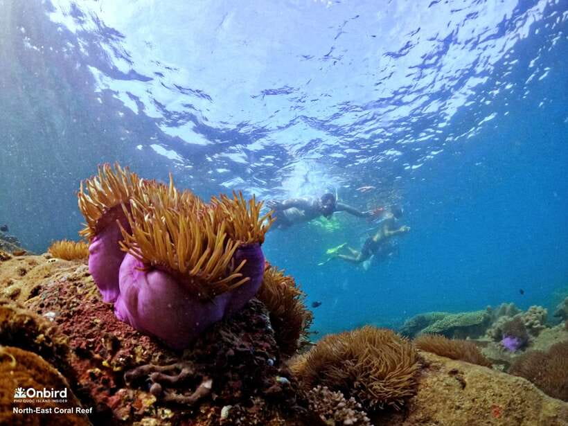 South Phu Quoc: Pro Snorkeling Tour by Speedboat - Reef protection that affects your day