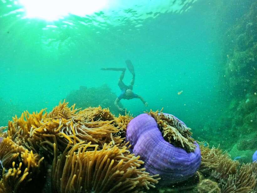 South Phu Quoc: Pro Snorkeling Tour by Speedboat - What the guides add