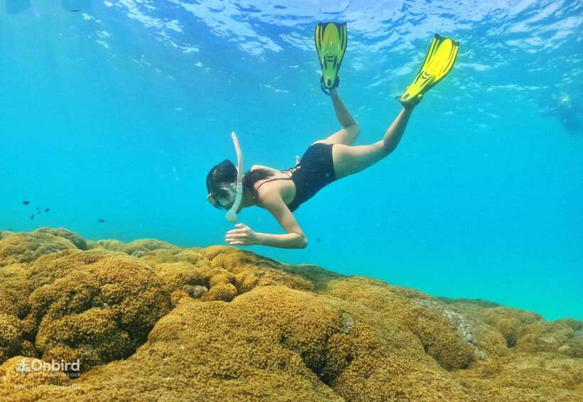 South Phu Quoc: Pro Snorkeling Tour by Speedboat - Price, pickup areas, and extra charges