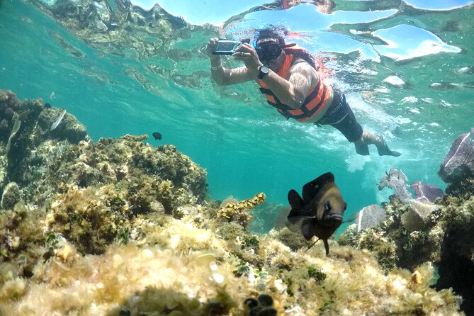 Speedboat and snorkel adventure - Seeing mangroves and wildlife from the water