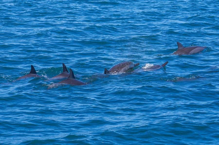 Speedboat to Ile aux Benitier: Dolphin Encounter & Lunch - Crystal Rock and the View Toward Le Morne