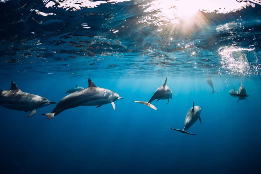 Speedboat to Ile aux Benitier: Dolphin Encounter & Lunch - Practical Booking Advice Before You Go