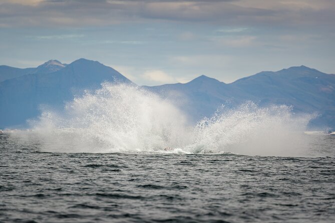 Speedboat Whale Watching Small-Group Tour in Reykjavik - The RIB ride across Faxaflói Bay