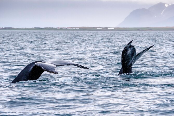 Speedboat Whale Watching Small-Group Tour in Reykjavik - Wildlife in Faxaflói Bay