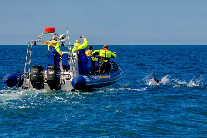 Speedboat Whale Watching Small-Group Tour in Reykjavik - Sun Voyager from the water