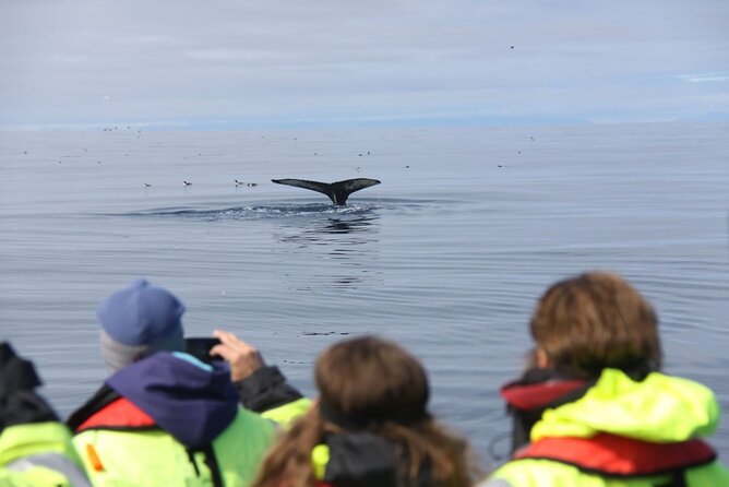 Speedboat Whale Watching Small-Group Tour in Reykjavik - Harpa Concert Hall and the Reykjavik waterfront