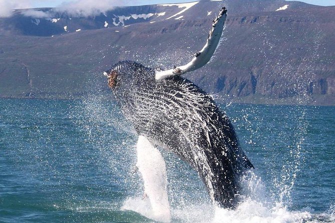 Speedboat Whale Watching Small-Group Tour in Reykjavik - What the guide adds to the trip