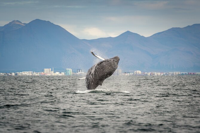 Speedboat Whale Watching Small-Group Tour in Reykjavik - The real price of a $164 whale trip