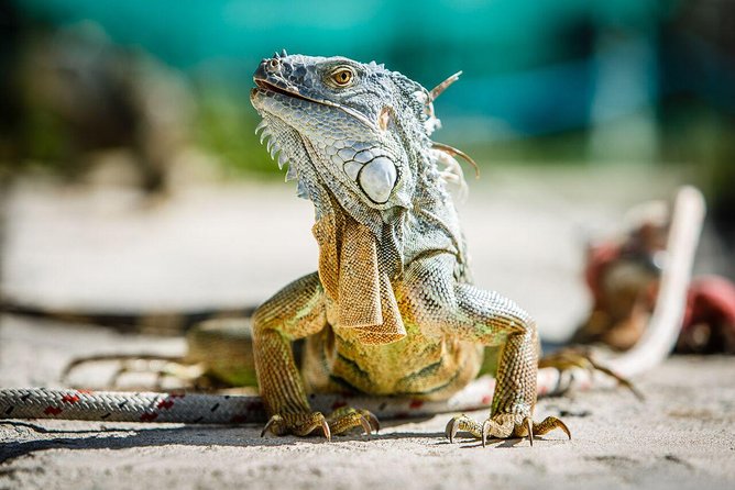 St Maarten Shore Excursion: Snorkeling and Speed Boat Tour - Grand Case offers the day’s main food break