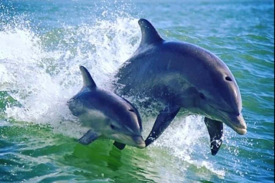 St. Pete Beach: Dolphin Racer Cruise by Speedboat - Searching for bottlenose dolphins