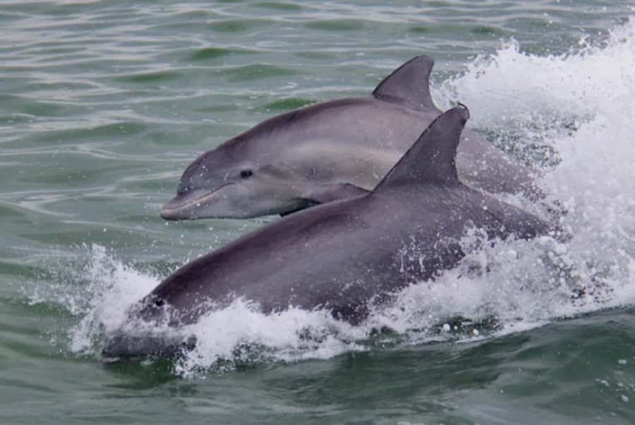 St. Pete Beach: Dolphin Racer Cruise by Speedboat - The captain’s commentary adds useful context