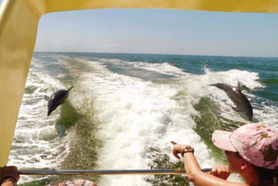 St. Pete Beach: Dolphin Racer Cruise by Speedboat - Beaches, wildlife, and skyline views