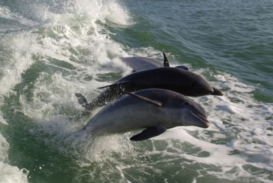 St. Pete Beach: Dolphin Racer Cruise by Speedboat - Is $36 a good value?