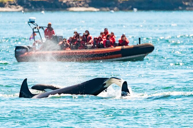 Summer Whale Watching Tour in a Zodiac Boat in Victoria - Five things to know before you book