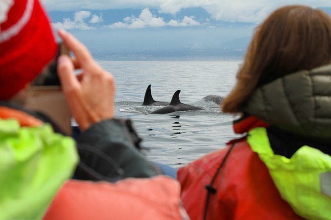 Summer Whale Watching Tour in a Zodiac Boat in Victoria - Orcas, humpbacks, and the value of a good skipper