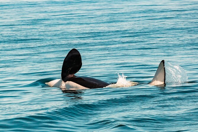 Summer Whale Watching Tour in a Zodiac Boat in Victoria - Race Rocks and the wildlife around the lighthouse