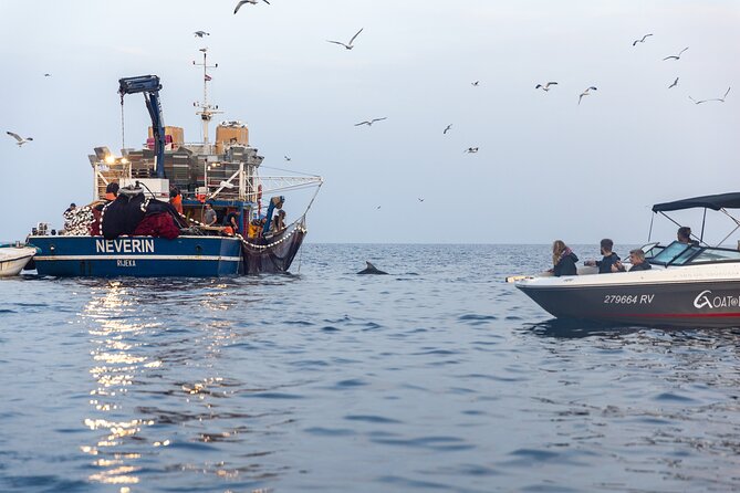 Sunrise Dolphins & Fishermen at Work speedboat tour in Rovinj - The early start is part of the experience