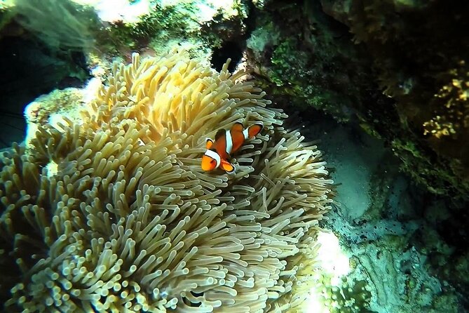 Sunset and Plankton Snorkeling by Speedboat from Phi Phi Don - What is included for $75.91