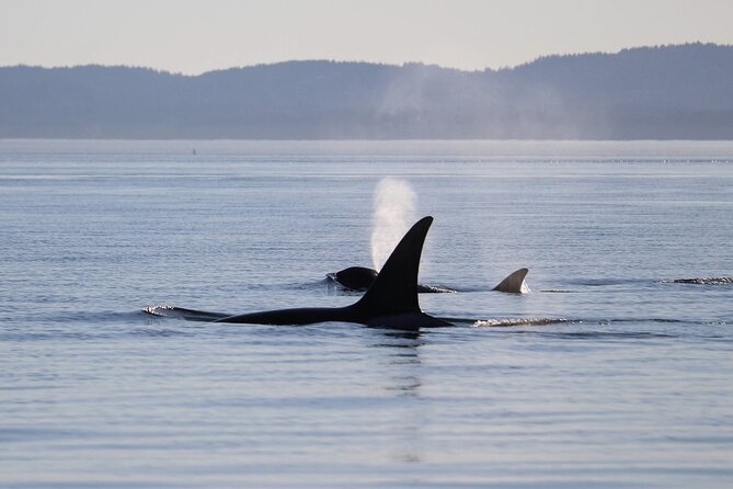 Sunset Zodiac Tour - Leaving Wharf Street for the Salish Sea