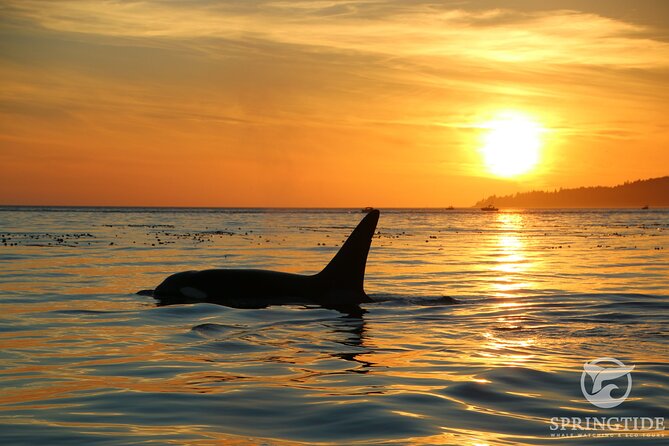 Sunset Zodiac Tour - Watching for whales, seals, and seabirds
