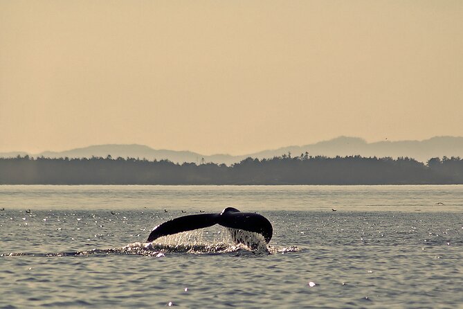 Sunset Zodiac Tour - What the three-hour schedule gives you
