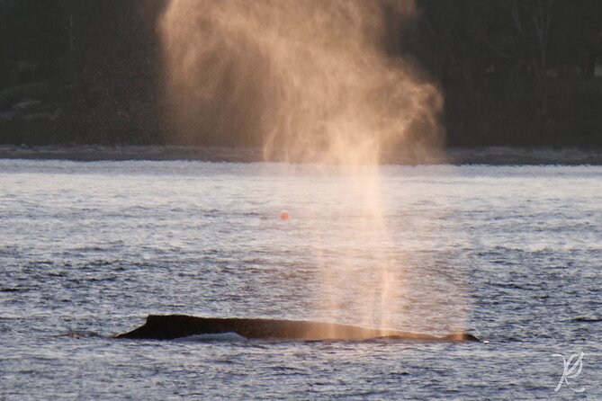 Sunset Zodiac Tour - Booking timing, cancellation, and practical planning