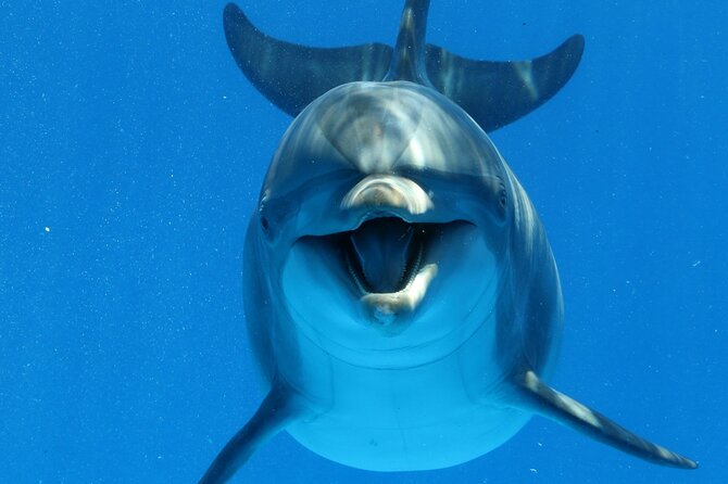 Swim with dolphin By Private Speed Boat and Sub wing Game - Hurghada - Key points to know before you book